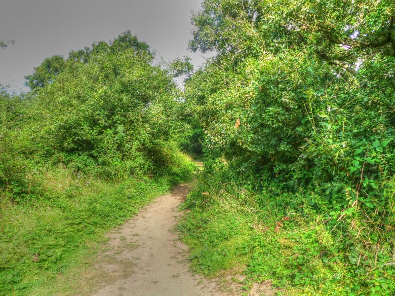 P1030574_Painterly 2.jpg