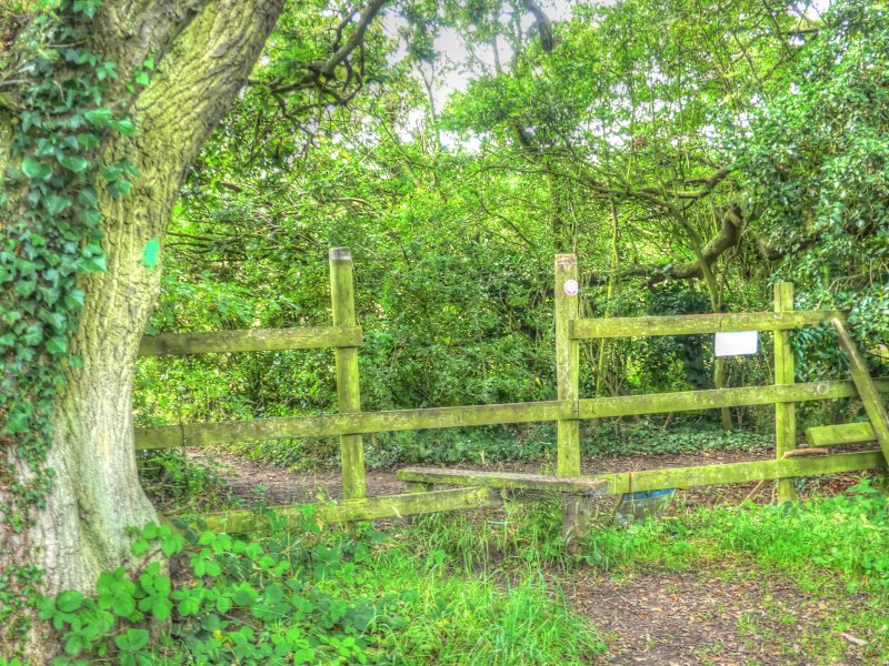 P1030575_Painterly 2.jpg