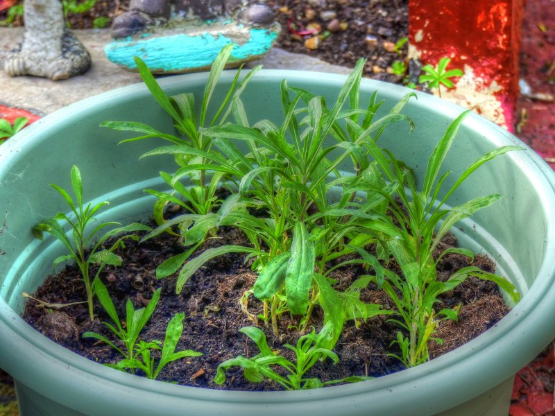 P1030917_Painterly 2.jpg