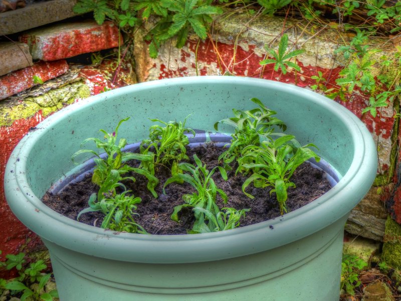 P1030918_Painterly 2.jpg