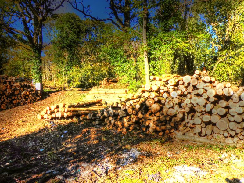 P1030983_Painterly 2.jpg