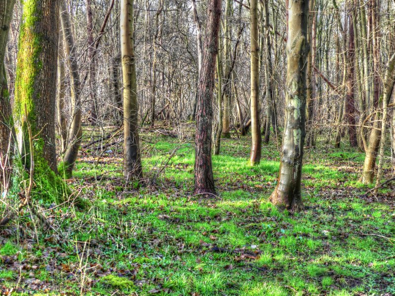 P1040243_Painterly 4.jpg