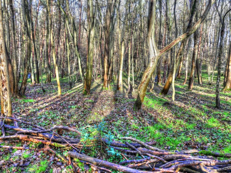 P1040246_Painterly 4.jpg