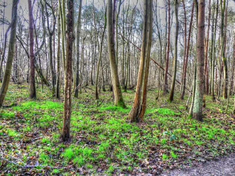 P1040247_Painterly 4.jpg