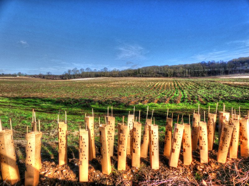 P1040249_Painterly 4.jpg