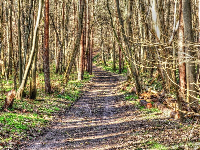 P1040284_Painterly 4.jpg