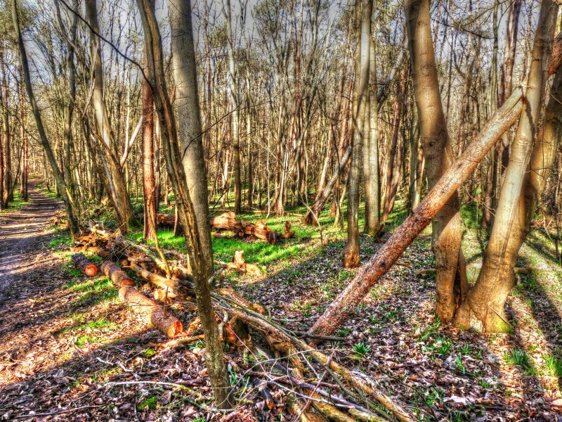 P1040285_Painterly 4.jpg