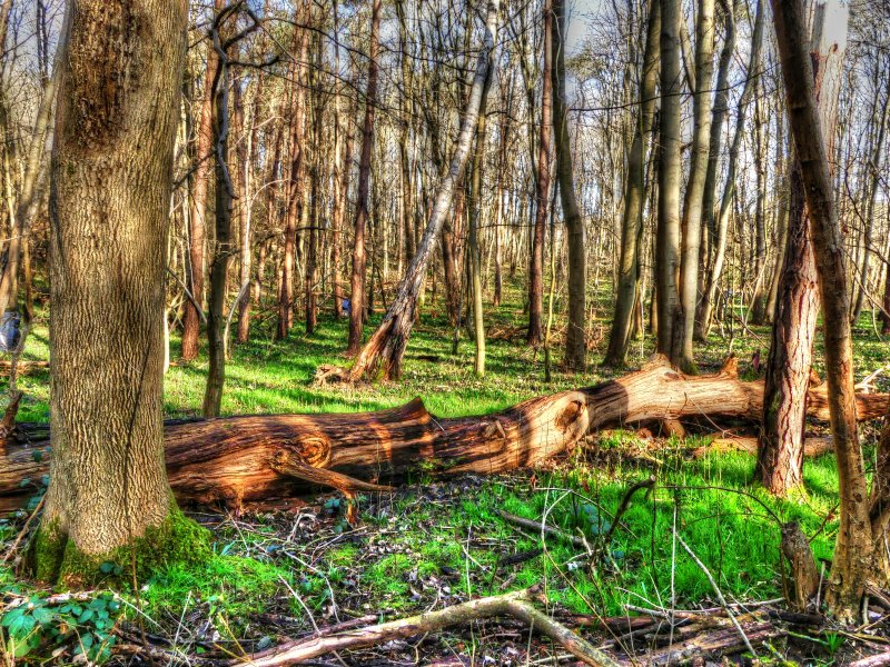 P1040286_Painterly 4.jpg