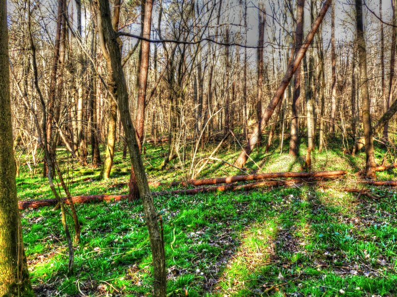 P1040287_Painterly 4.jpg