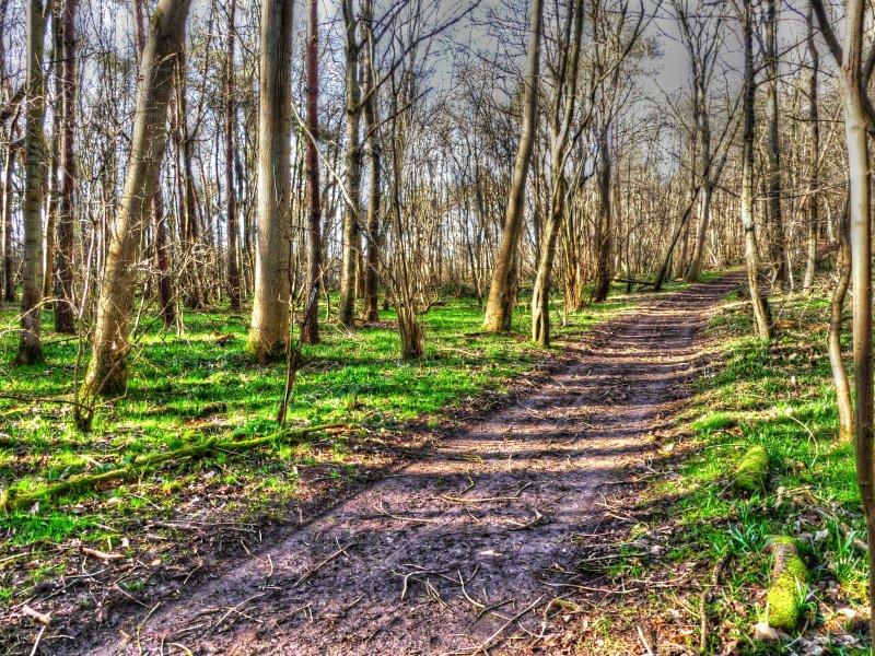 P1040288_Painterly 4.jpg