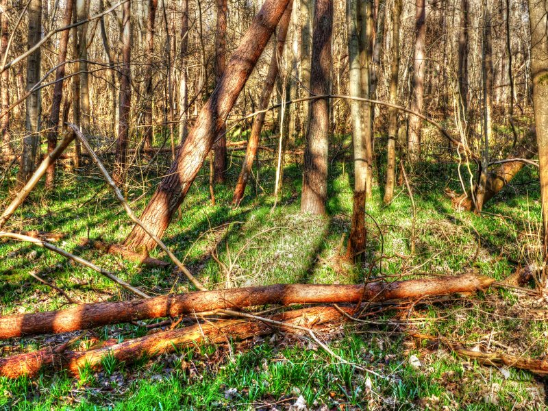 P1040289_Painterly 4.jpg