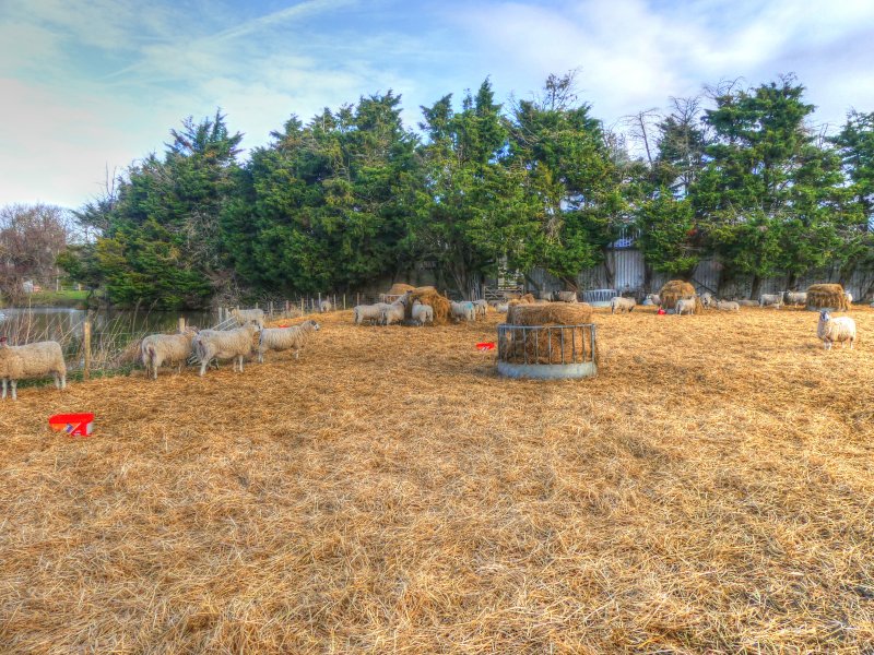 P1040296_Painterly 2.jpg