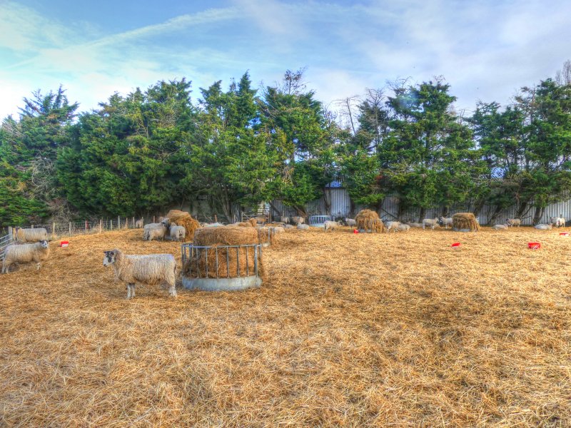 P1040298_Painterly 2.jpg