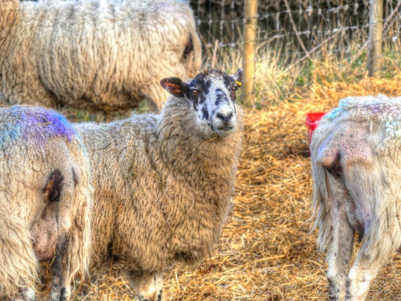 P1040299_Painterly 2.jpg