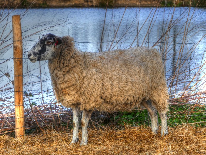 P1040300_Painterly 2.jpg