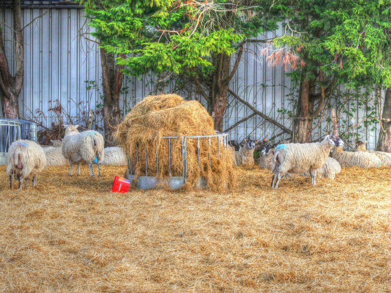 P1040301_Painterly 2.jpg