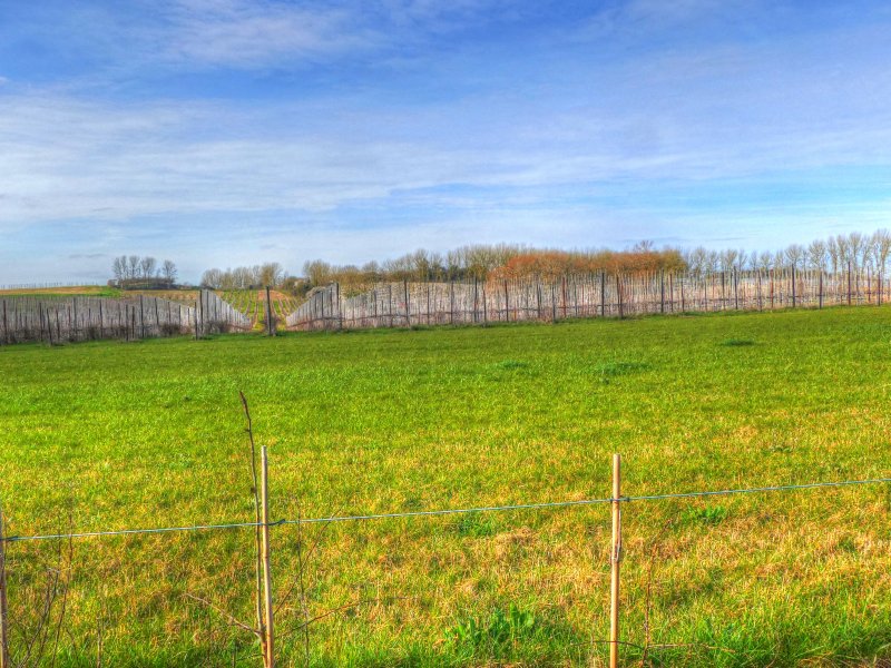 P1040303_Painterly 2.jpg