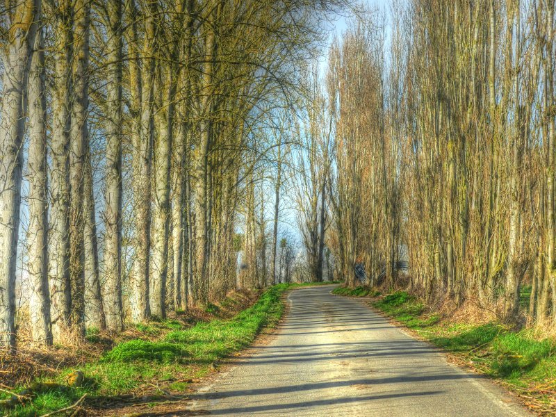 P1040304_Painterly 2.jpg