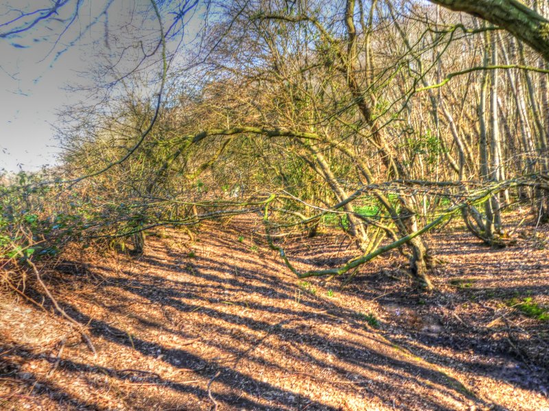 P1040444_Painterly 2.jpg