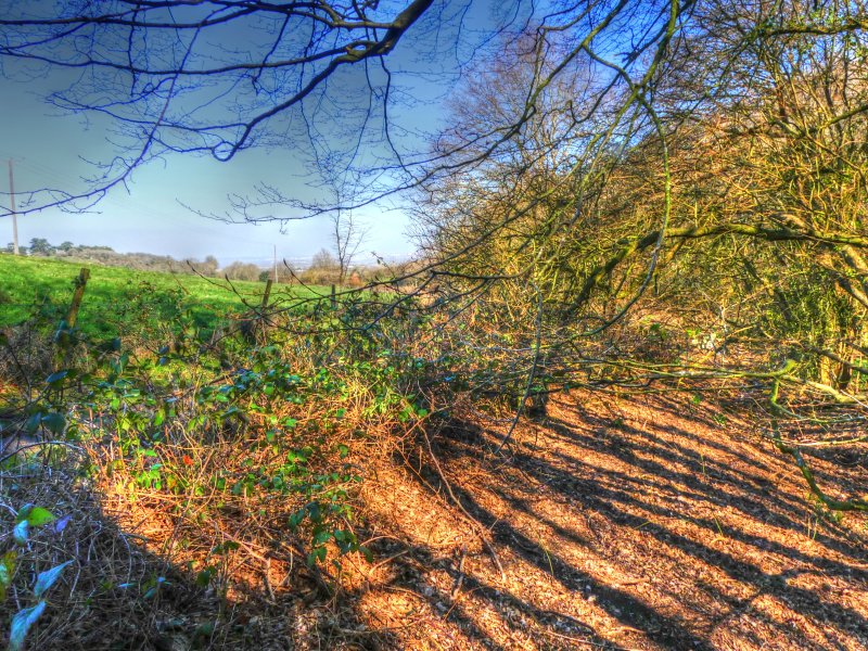 P1040445_Painterly 2.jpg