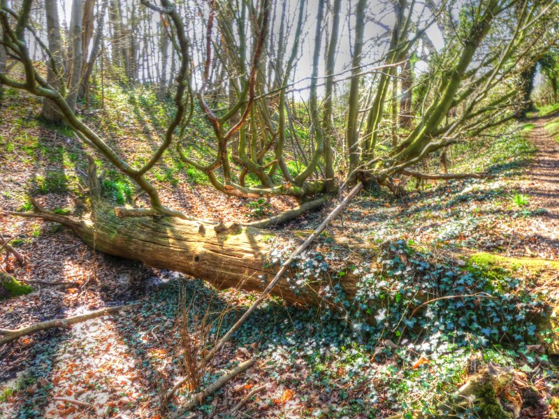 P1040450_Painterly 2.jpg