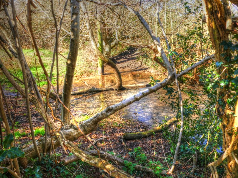 P1040453_Painterly 2.jpg