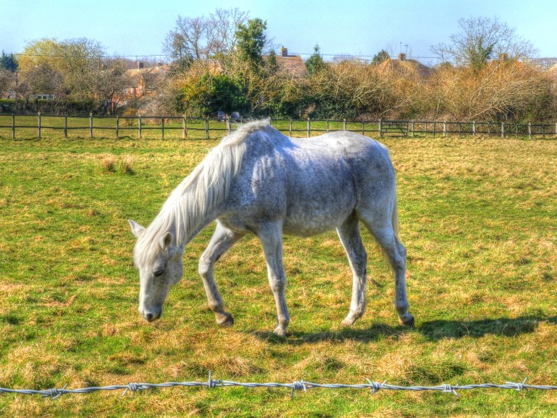 P1040456_Painterly 2.jpg