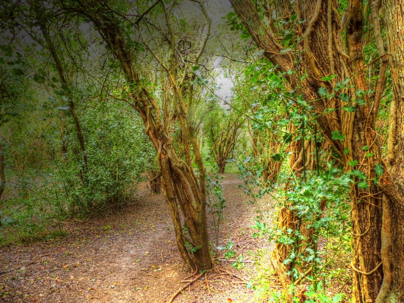 P1040647_Painterly 2.jpg