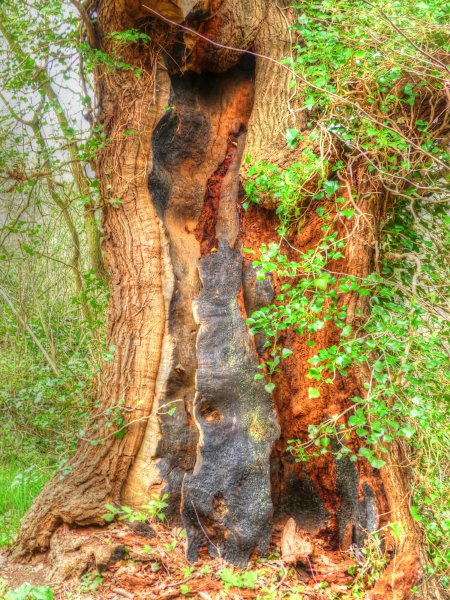 P1040667_Painterly 2.jpg