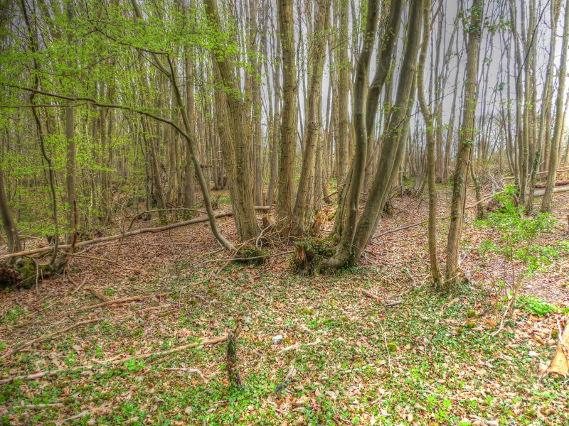 P1040668_Painterly 2.jpg