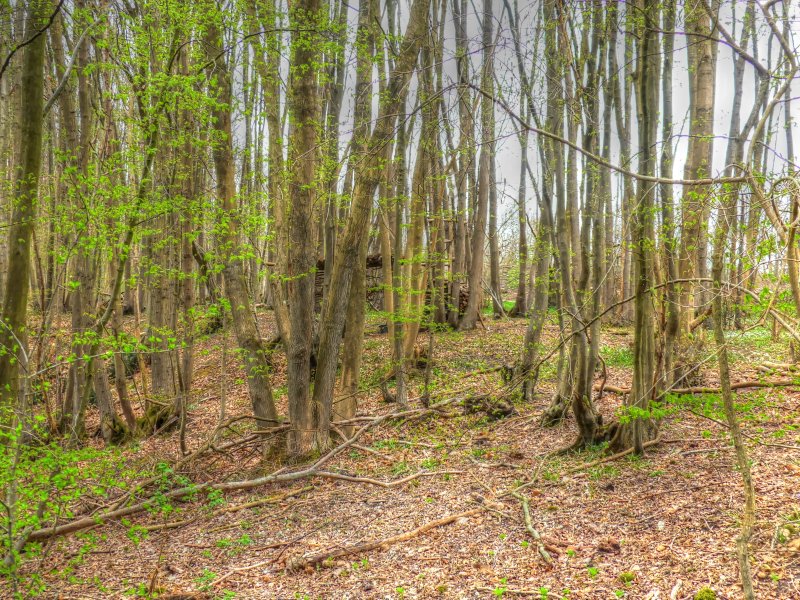 P1040669_Painterly 2.jpg