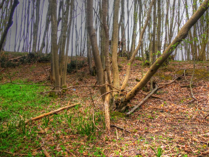 P1040671_Painterly 2.jpg