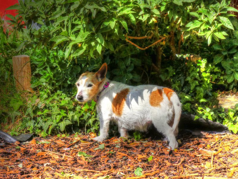 P1040929_Painterly 2.jpg