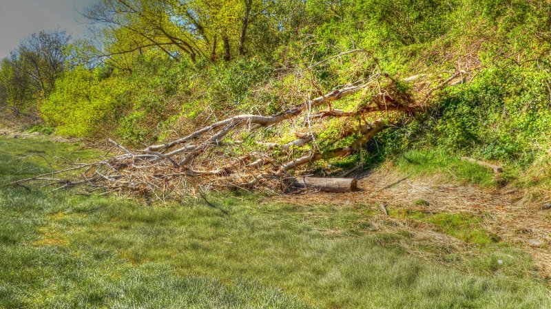 P1050040_Painterly 2.jpg