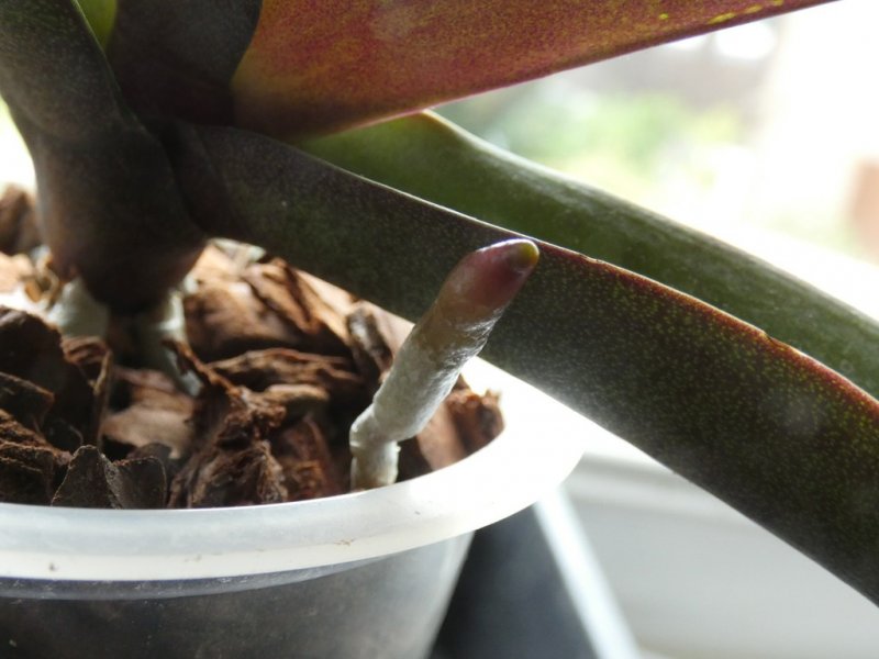 P1080192 - small.jpg