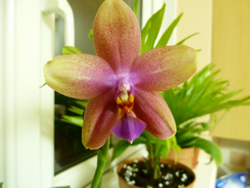 P1130771 (800x600).jpg