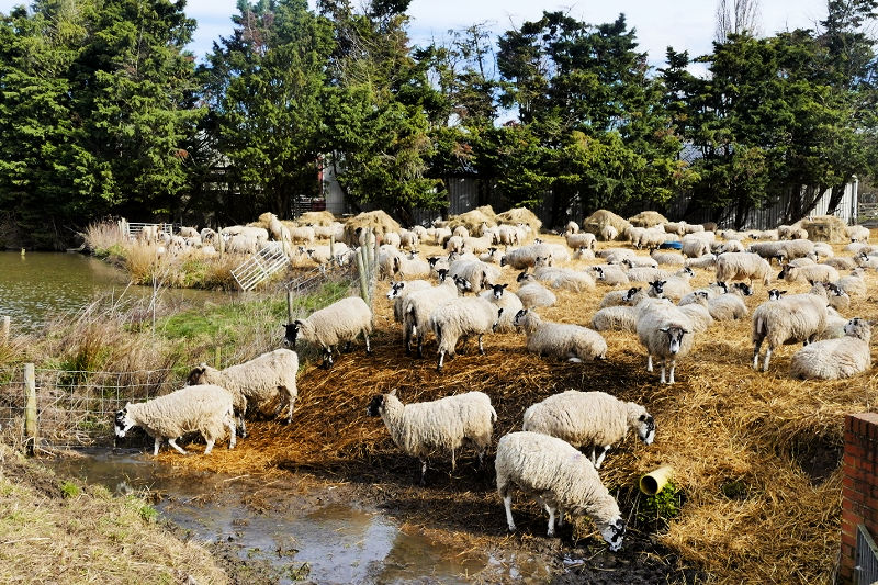 P1230672 (800x533).jpg