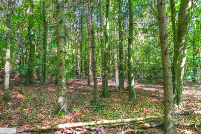 P1340879_Painterly 2.jpg