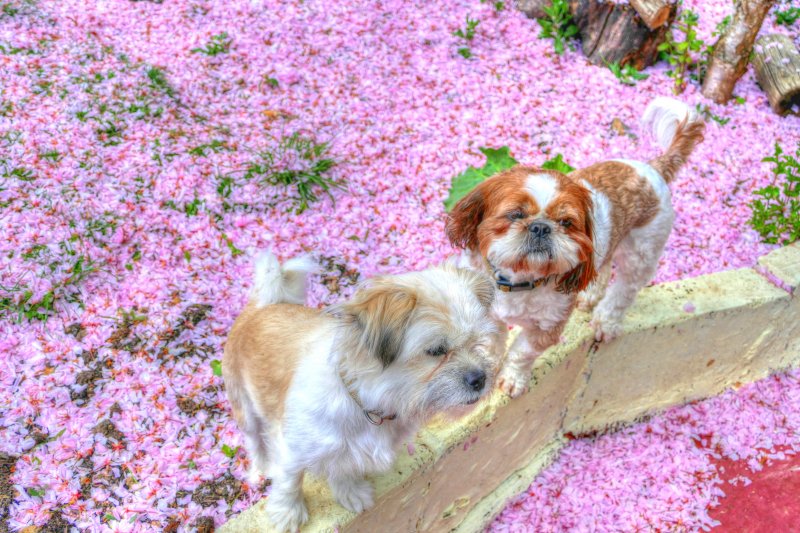 P1350466_Painterly 2.jpg