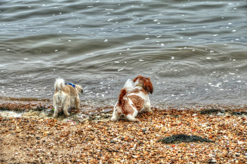 P1350675_Painterly 4.jpg