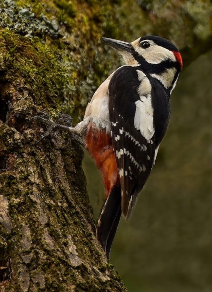P2 Great Spotted Woodpecker_Suzannah Jordan.jpg