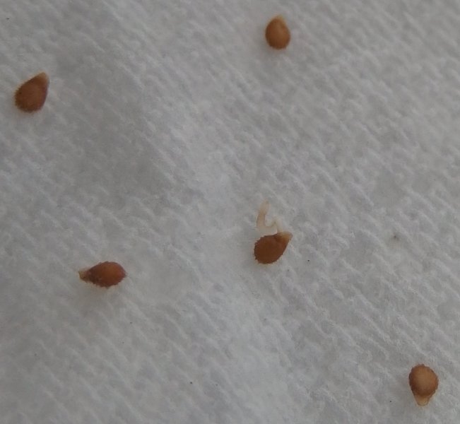 P4130159 cropped.jpg