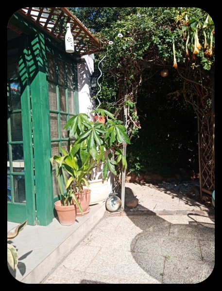 Pachira aquatica 15 Oct 22(1).jpg