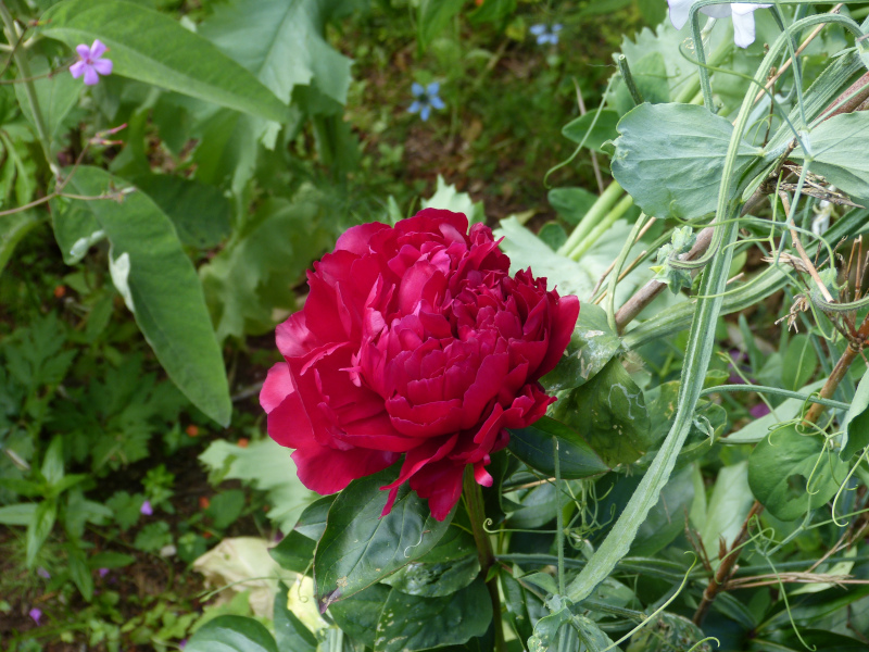 Paeonia Karl Rosenfeld.JPG