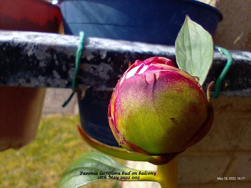 Paeonia lactiflora bud on balcony 18th May 2022 002.jpg