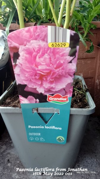Paeonia lactiflora from Jonathan 16th May 2022 001.jpg