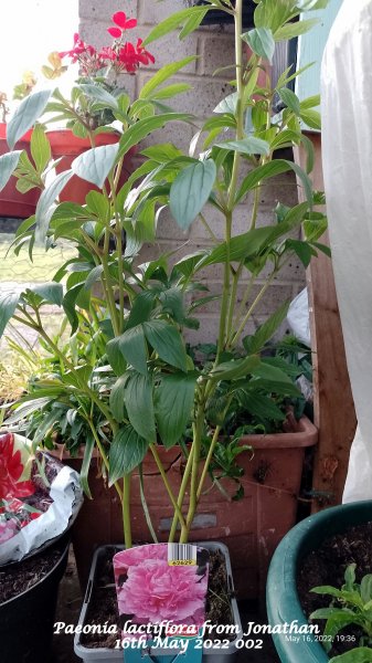 Paeonia lactiflora from Jonathan 16th May 2022 002.jpg