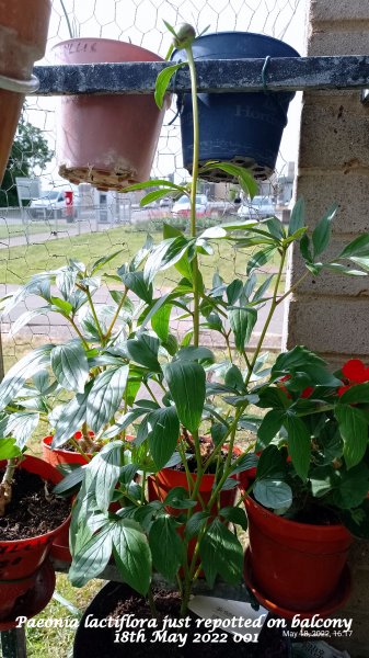 Paeonia lactiflora just repotted on balcony 18th May 2022 001.jpg