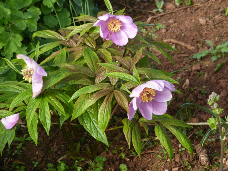 Paeonia  mairei 2017.JPG
