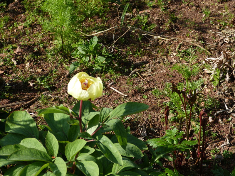 Paeonia mlokosewitschii.JPG